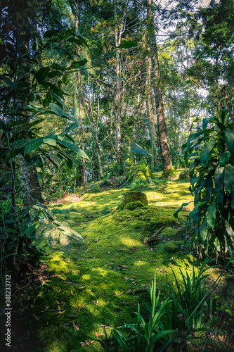 Rainforest in Malaysia