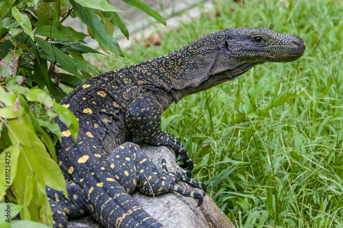 Salvadori's monitor (Varanus salvadorii) is one of the longest lizards in the world
It is an arboreal lizard with a dark green body marked with bands of yellowish spots.
