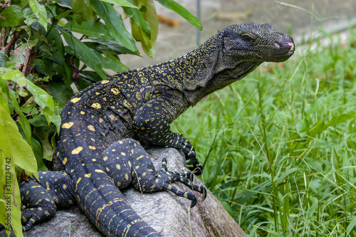 Salvadori's monitor (Varanus salvadorii) is one of the longest lizards in the world
It is an arboreal lizard with a dark green body marked with bands of yellowish spots.
