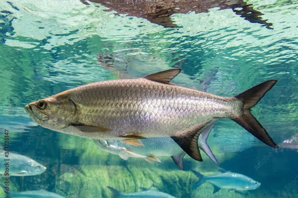 The Atlantic tarpon (Megalops atlanticus) is a ray-finned fish which inhabits coastal waters, estuaries, lagoons, and rivers.
It is found in the Atlantic Ocean. The Atlantic tarpon (Megalops atlanticus) is a ray-finned fish which inhabits coastal waters, estuaries, lagoons, and rivers.
It is found in the Atlantic Ocean.