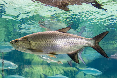 The Atlantic tarpon (Megalops atlanticus) is a ray-finned fish which inhabits coastal waters, estuaries, lagoons, and rivers.
It is found in the Atlantic Ocean. photo