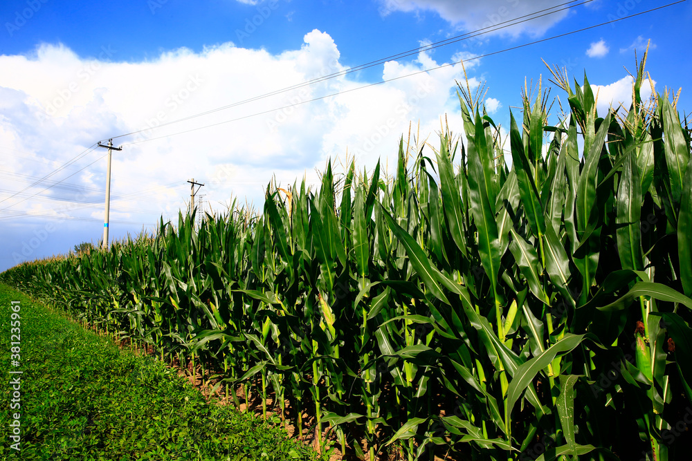 Obraz premium Corn fields, the harvest scene