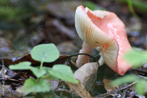 Poison mushroom in pale pink is on the ground covered with dead leaves.