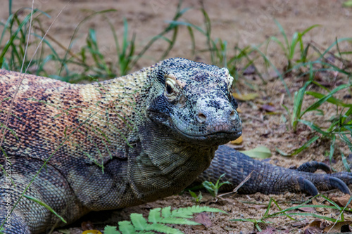 The Komodo dragon rests on the ground. it is also known as the Komodo monitor  a species of lizard found in the Indonesian islands of Komodo  Rinca  Flores  and Gili Motang.