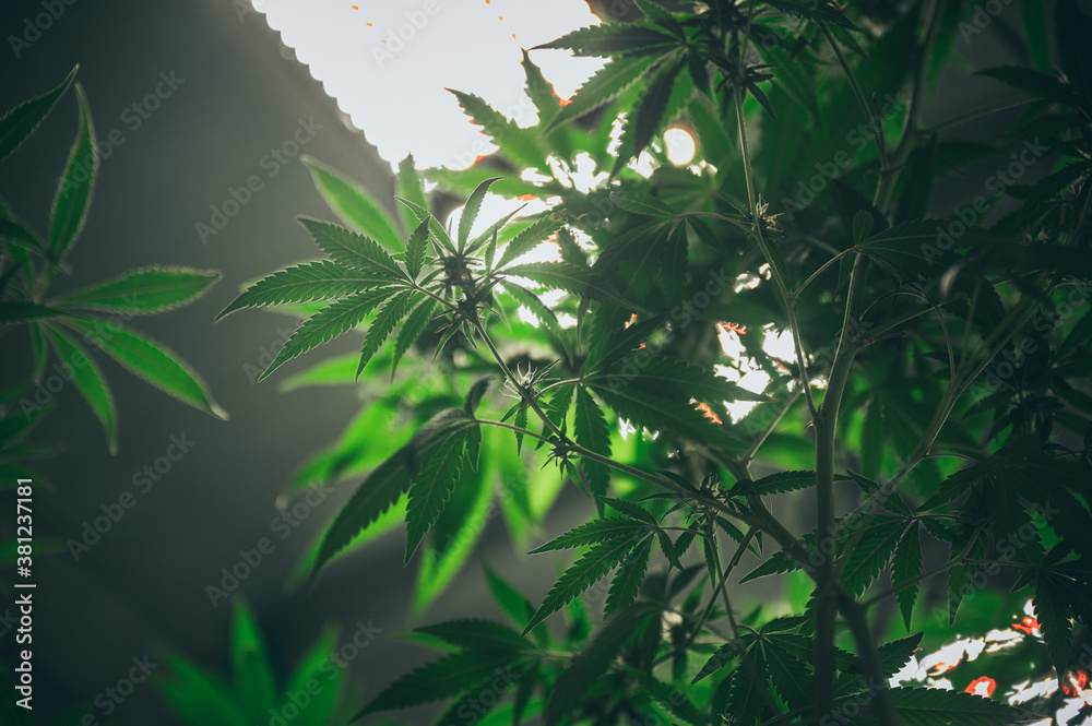 The leaves and flowers of the cannabis, hemp weed in laboratory The leaves and flowers of the cannabis, hemp weed in laboratory