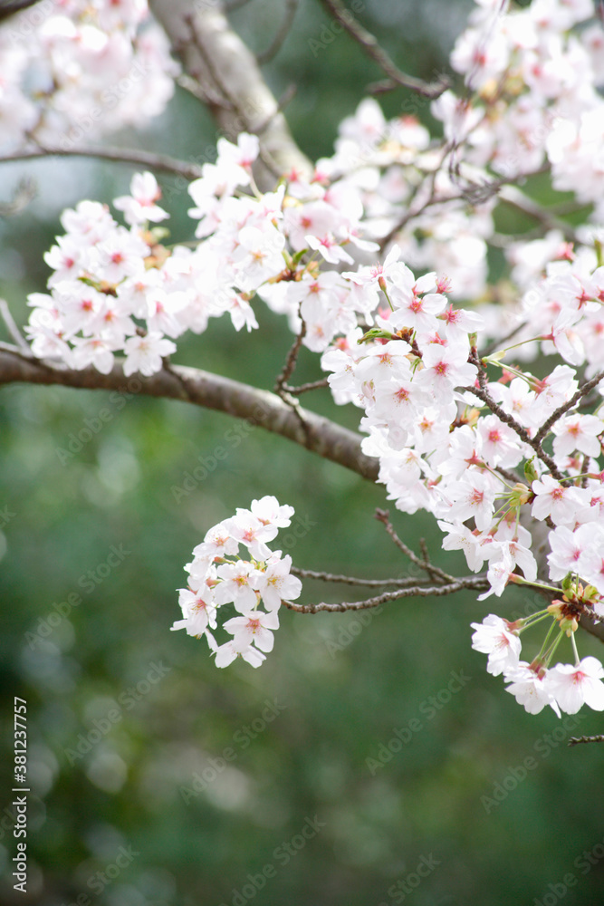 桜 桜
