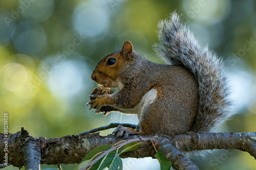 Eastern Grey Squirrel eating a Nut © Glenn