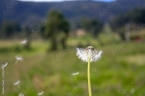 dandelion on meadow
