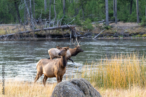 Female cow elk looks away as a bull elk  defocused  walks in the Madison River during the rut in Yellowstone National Park