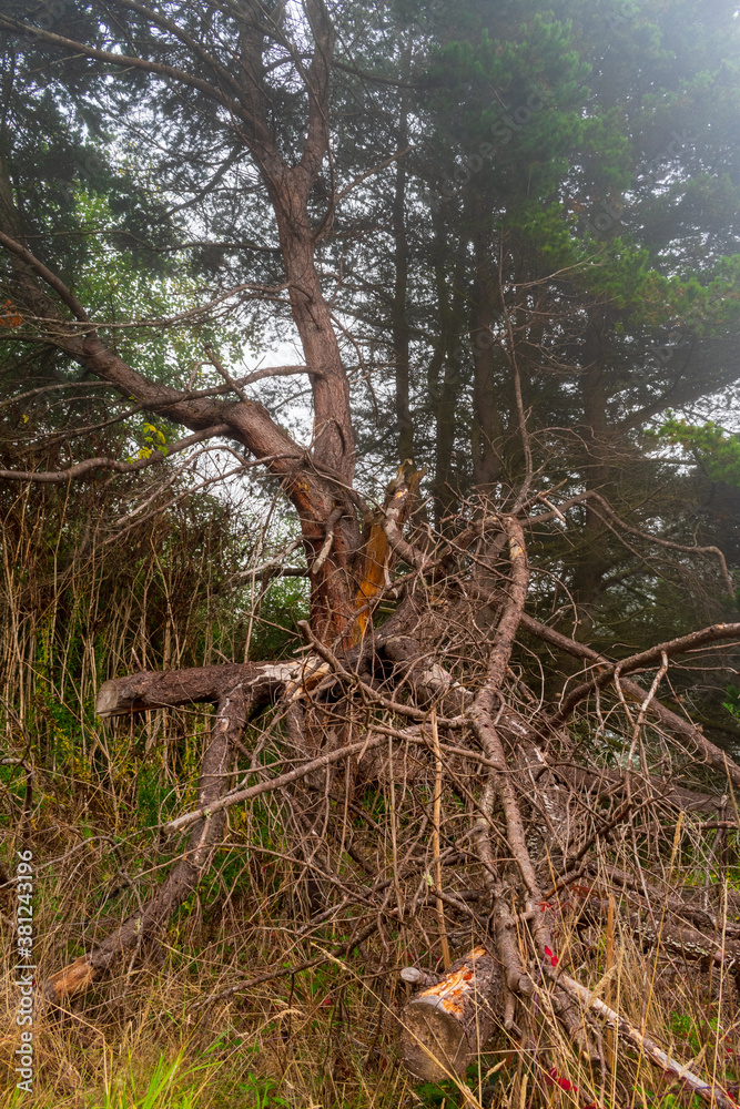 Fallen Tree With Wildfire Smoke in Background Fallen Tree With Wildfire Smoke in Background