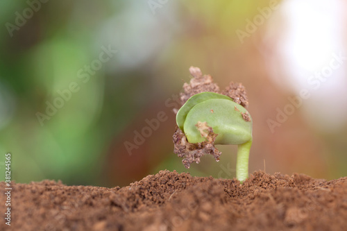 New sprouts emerging from the soil in the beginning of spring photo