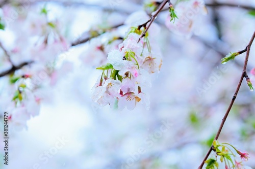 Cherry blossoms with snow