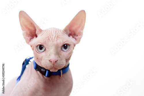 Cat portrait. Beautiful sphinx. Cute kitten with blue eyes.