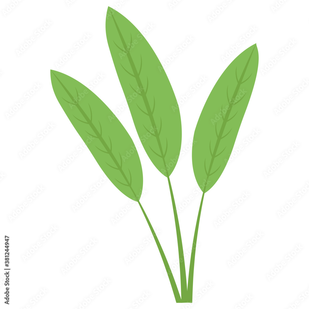 Fototapeta premium Herbs