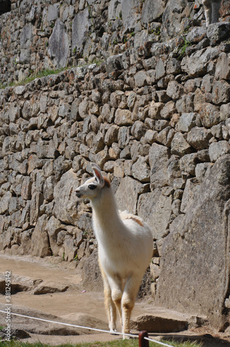Resident llamas of Machu Picchu, standing on or near the stone ruins of the ancient city © Jen