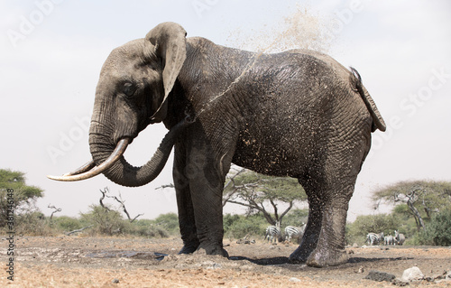 A close up of a single large Elephant  Loxodonta africana  at a water hole in Kenya. 