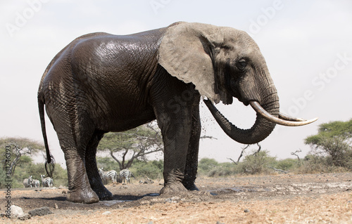 A close up of a single large Elephant (Loxodonta africana) at a water hole in Kenya. 