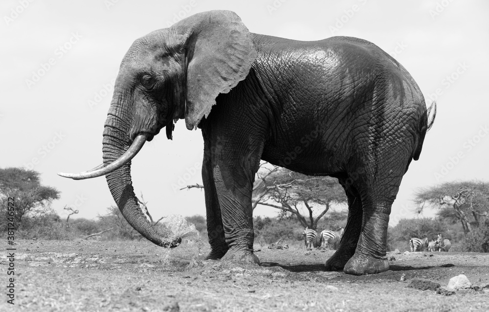 A close up of a single large Elephant (Loxodonta africana) at a water hole in Kenya.	Black and White.