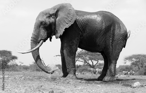 A close up of a single large Elephant  Loxodonta africana  at a water hole in Kenya. Black and White.