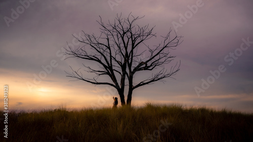 Wallpaper Mural tree in the mist Torontodigital.ca