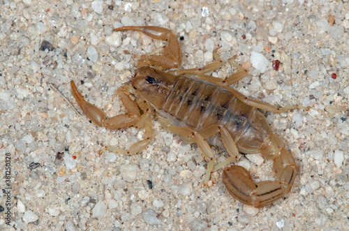 Stripe-tailed Scorpion (Hoffmannius spinigerus) close up
