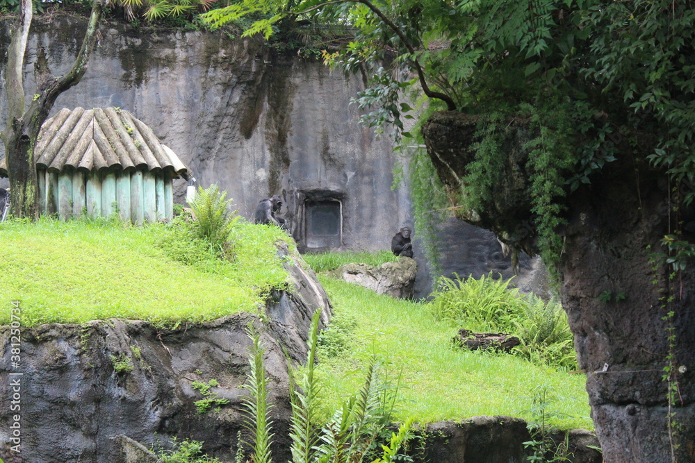 the zoo the zoo