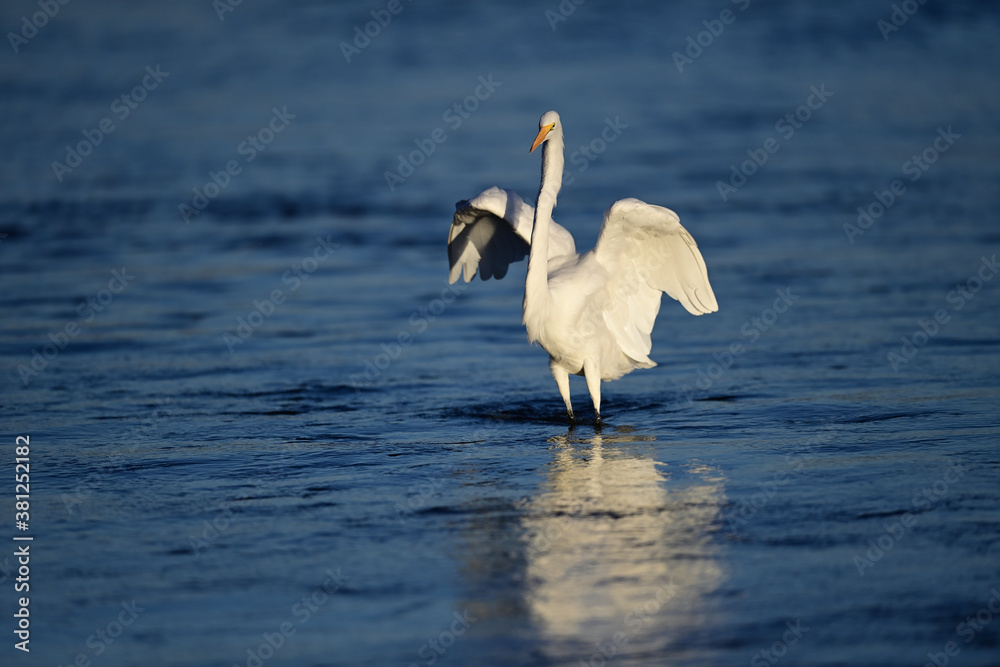 Fototapeta premium Great Egret, scientific name Ardea alba