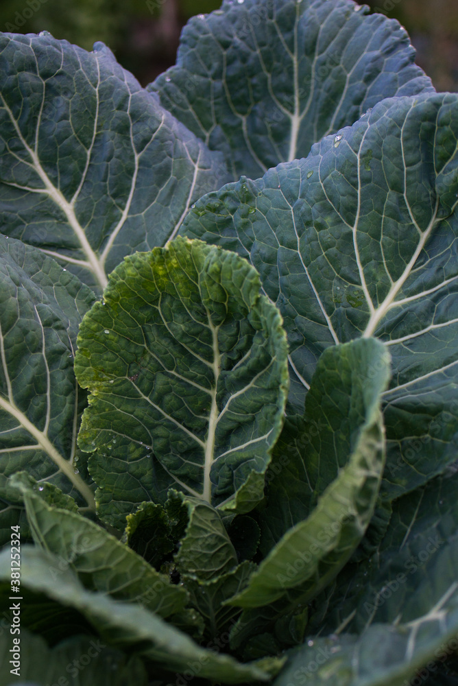 Plantação de couve orgânica Plantação de couve orgânica