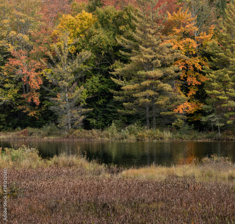 Φωτογραφία Colorful leaves and highlights on trees on the shore of a pond in northern Ontario in autumn