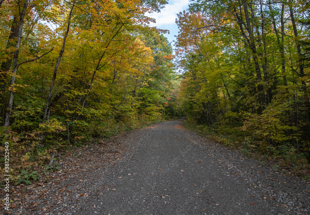 Quiet rural road with golden canopy of autumn leaves in Haliburton Ontario.