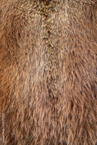 Quadro em tela Brown bear Ursus arctos fur texture