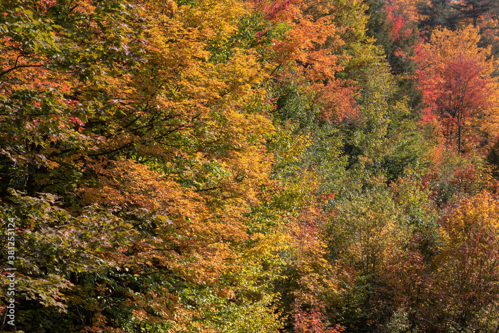 Autumn leaves in Muskoka ontario Autumn leaves in Muskoka ontario