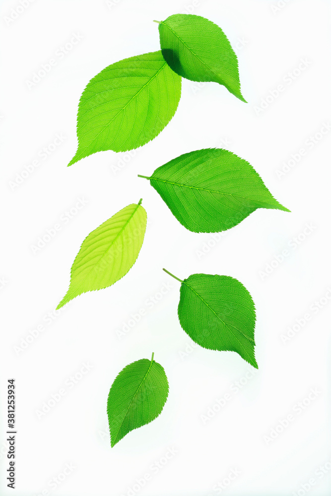 Fototapeta premium 新緑