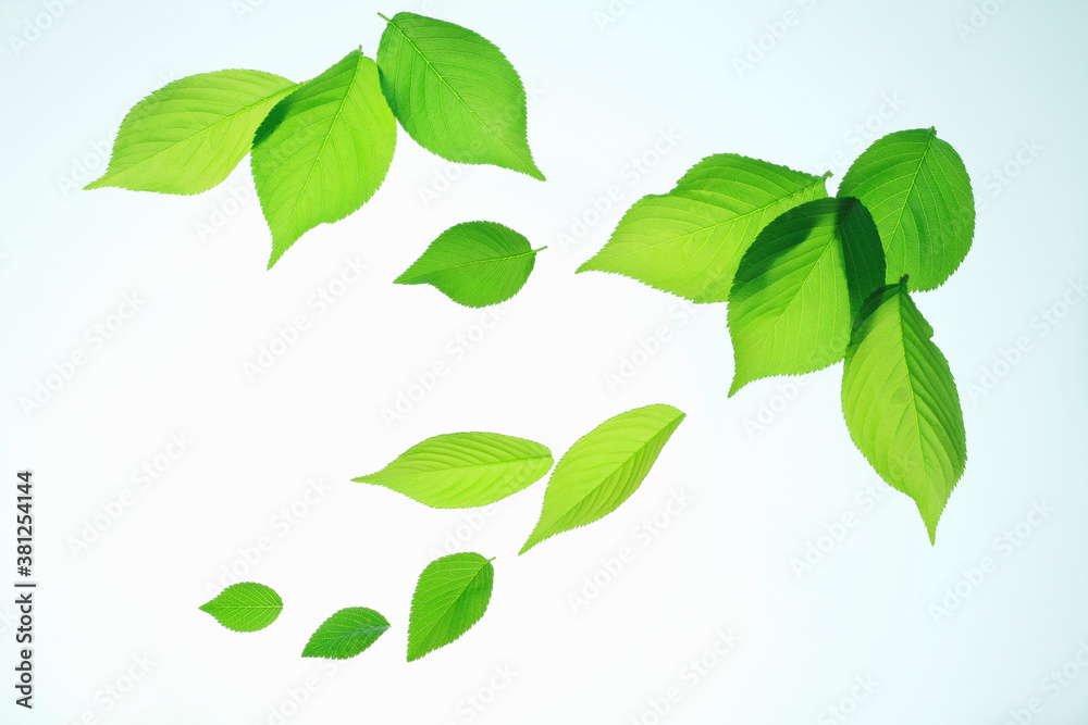 Fototapeta premium 新緑