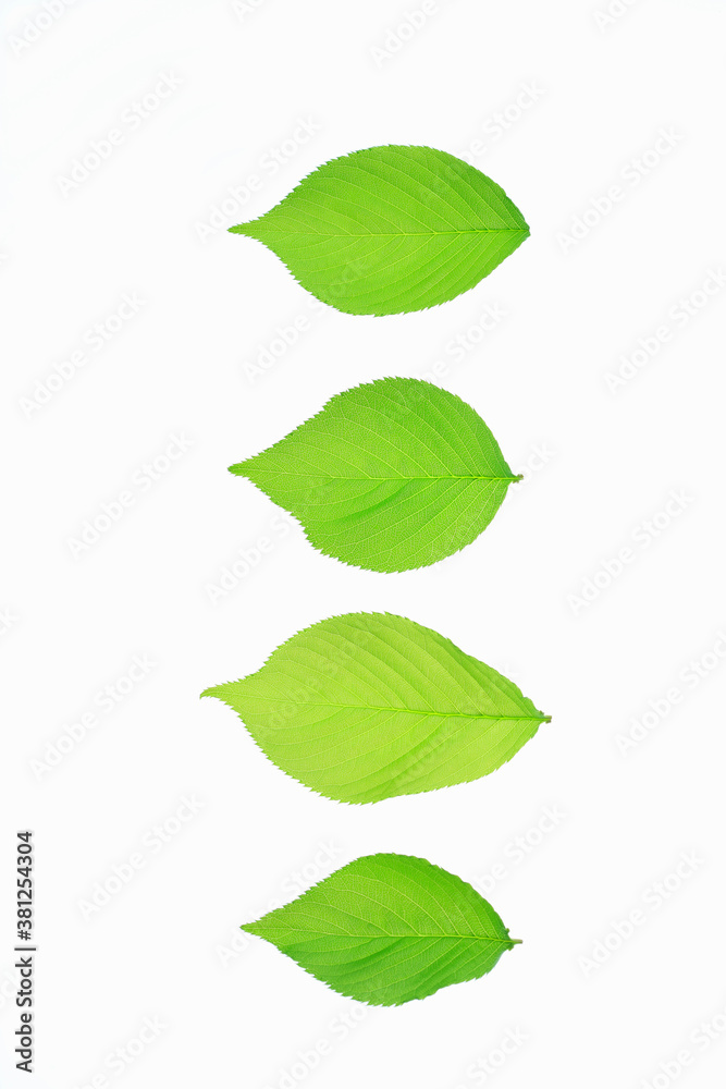 新緑 新緑