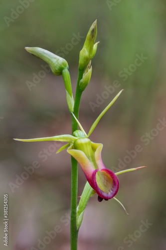 Large Tongue Orchid (Cryptostylis subulata) - endemic to south-east Australia