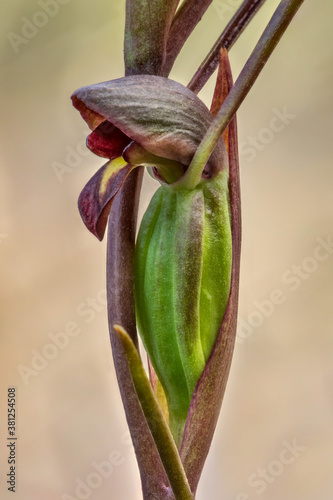Horned Orchid or Bird's Mouth Orchid (Orthoceras strictum) - native to eastern & southern Australia