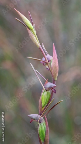 Horned Orchid or Bird's Mouth Orchid (Orthoceras strictum) - native to eastern & southern Australia