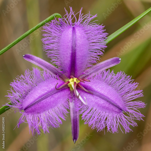 Fringe Lily (Thysanotus tuberosus) unfurling. This little wildflower is native to South Eastern Australia. Its 3 petalled flowers are about 15mm in diameter & only last a day.