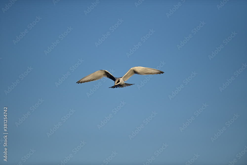 Obraz premium Common Tern