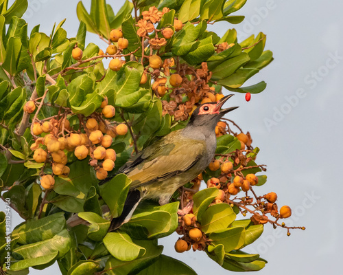 Male Australasian or Southern Figbird (Sphecotheres vieilloti) feeding on the fruit of a Tuckeroo Tree, an Australian native (Cupaniopsis anacardioides) - NSW, Australia photo