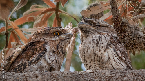 Two juvenile Tawny Frogmouths (Podargus strigoides) perched in a tree - native to Australia  photo