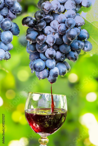 A bunch of black grapes on a vine and a glass of red wine
