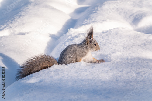 Squirrel hides nuts in the white snow in winter © Dmitrii Potashkin