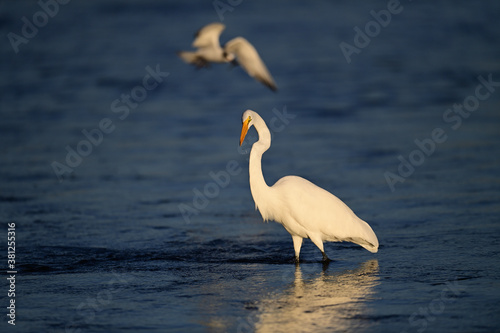 Great Egret  scientific name Ardea alba