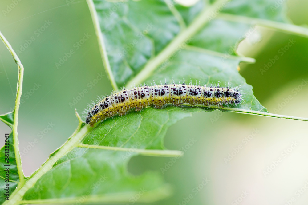 Cabbage White Caterpillar. Close up of Cabbage White Caterpillar eating holes in cabbage leaf Cabbage White Caterpillar. Close up of Cabbage White Caterpillar eating holes in cabbage leaf