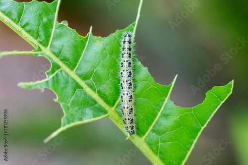 Cabbage White Caterpillar. Close up of Cabbage White Caterpillar eating holes in cabbage leaf