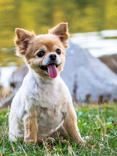 Light brown long haired chihuahua with a fresh haircut sitting by the water with its eyes wide open and its tongue hanging out  posing and being an adorable little puppy dog.