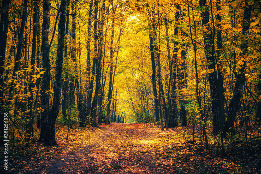 Fototapeta premium Pathway in the bright autumn park