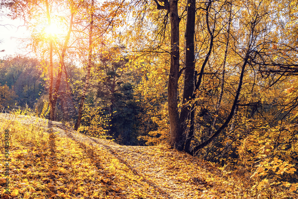 Naklejka premium Bright trees in sunny autumn park